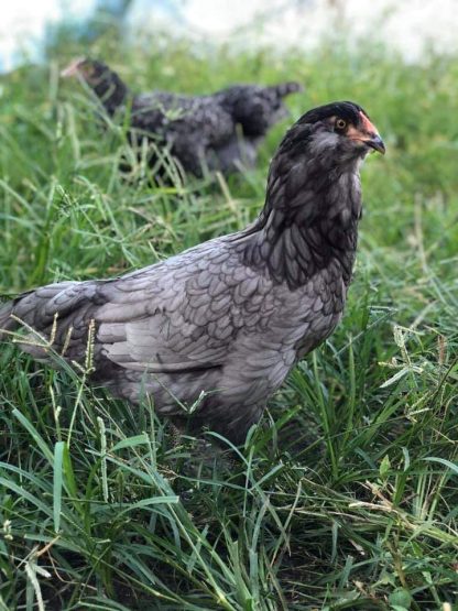 Blue Ameraucana Chicken