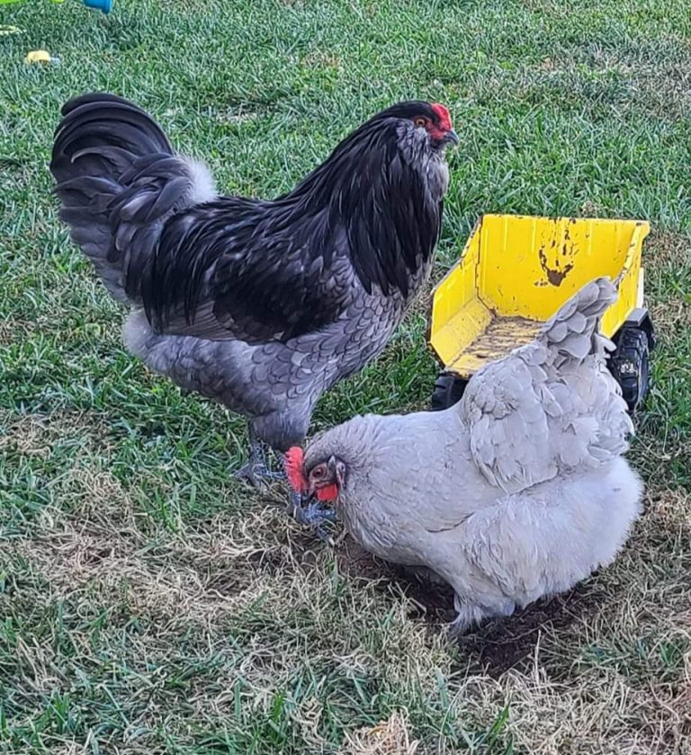 Blue Ameraucana