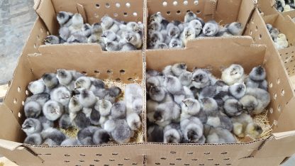 Blue Ameraucana baby chicks