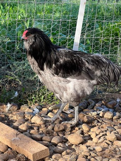 Blue Ameraucana