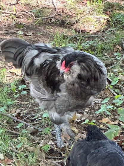 Blue Ameraucana