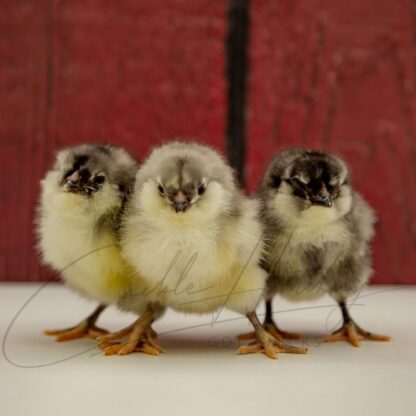 Blue Ameraucana Chicken - Image 3