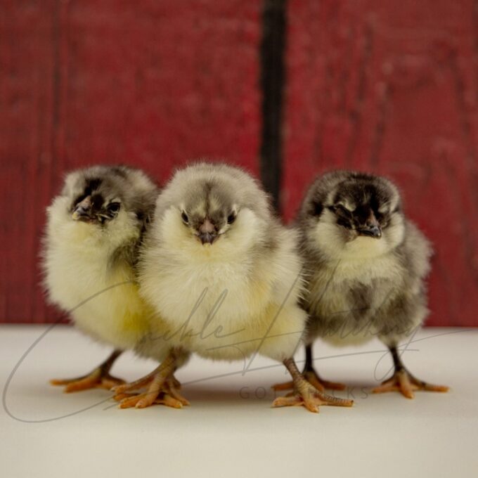 Blue Ameraucana Chicks