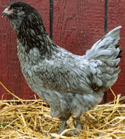 Blue Ameraucana Hen