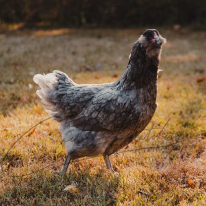 Blue Ameraucana Chicken - Image 2