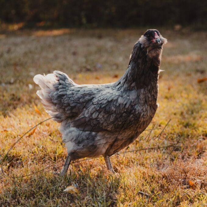 Blue Ameraucana Hen