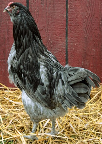 Blue Ameraucana Rooster