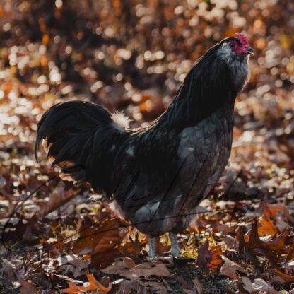 Blue Ameraucana Chicken - Image 6