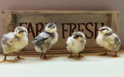 Blue Ameraucana Chicken