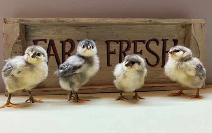 Blue Ameraucana Chicken