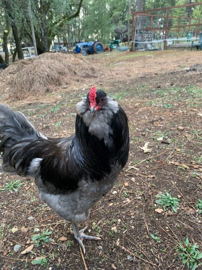 Blue ameraucana