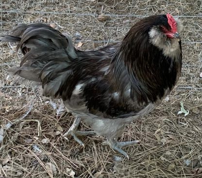 ameraucana cockerel