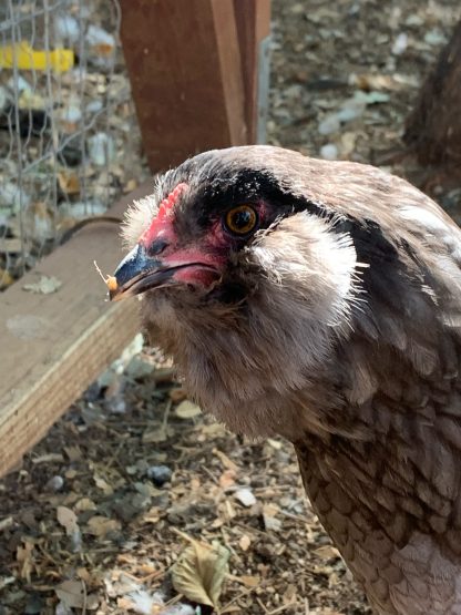 Blue ameraucana