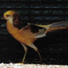 Yellow Golden Pheasants Pair