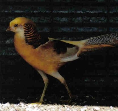 Yellow Golden Pheasants Pair