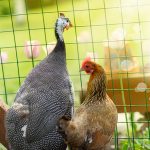 Practical Advantages of Raising Guinea Fowl