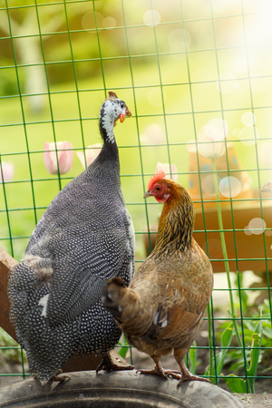 Practical Advantages of Raising Guinea Fowl