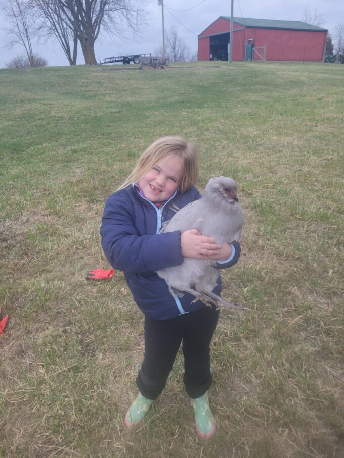 Lavender Ameraucana Chicken - Image 45