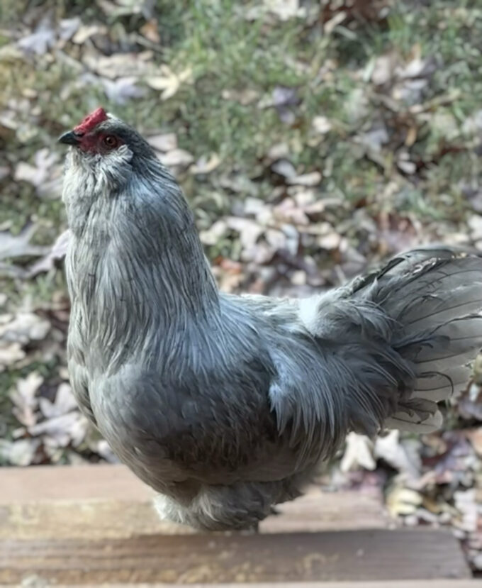 Lavender Ameraucana Chicken - Image 46