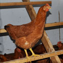 How to Provide Comfort Roosts for Your Chickens