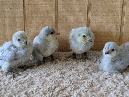 Lavender Ameraucana Credit Joelie Hagle