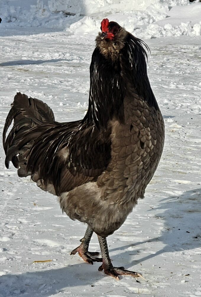 Blue Ameraucana Chicken