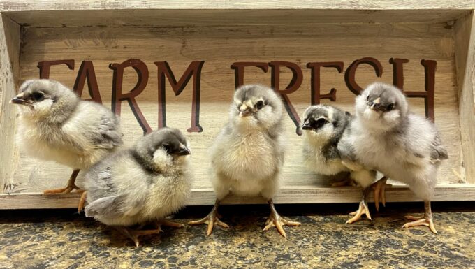 Blue Ameraucana Chicken