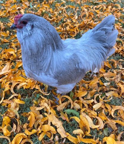 Lavender Ameraucana Chicken