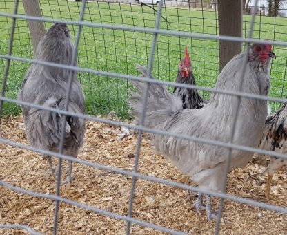 Lavender Ameraucana Chickens