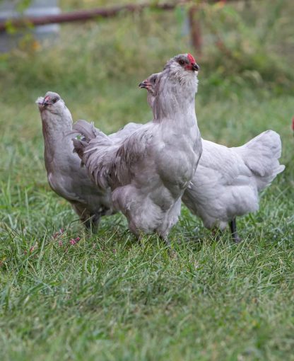 Lavender Ameraucana Chicken