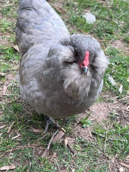 Lavender Ameraucana