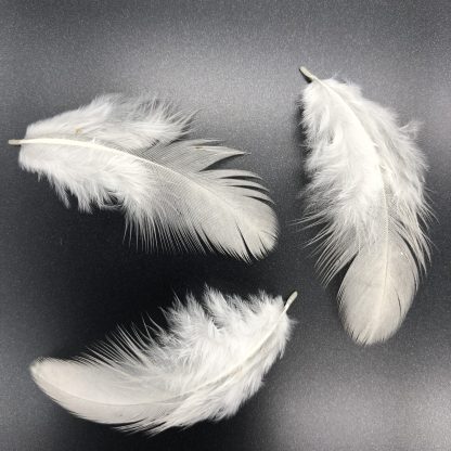 Lavender Ameraucana feathers