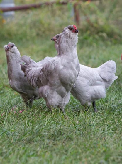 Lavender Ameraucana