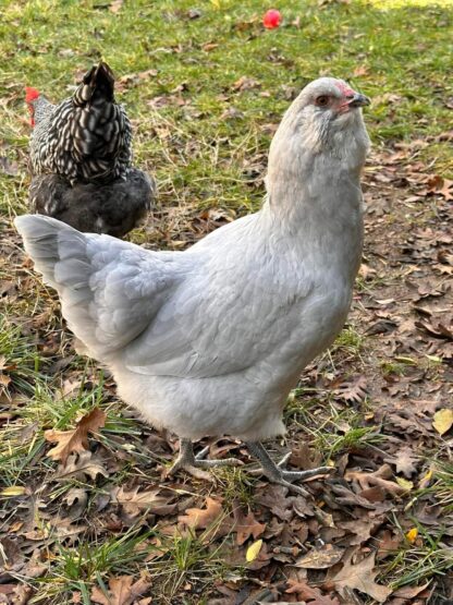 Lavender Ameraucana