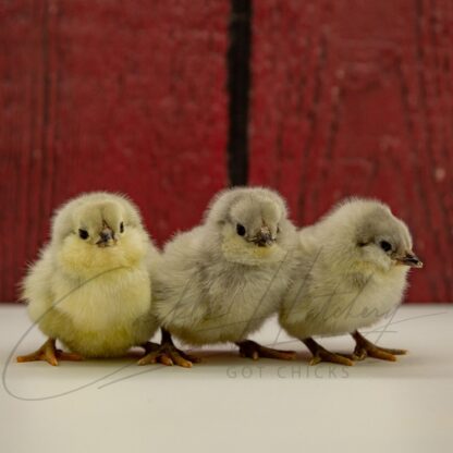 Lavender Ameraucana Chicken - Image 3