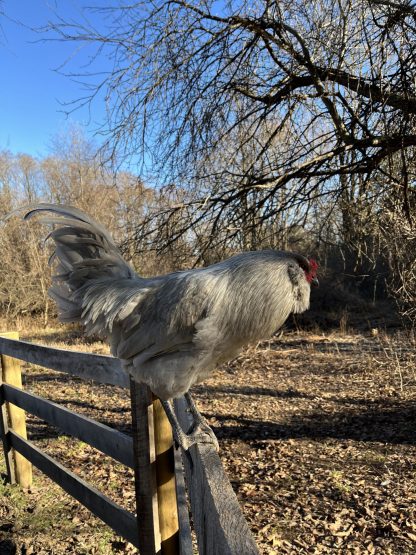 Lavender Ameraucana Credit Zoe Burke