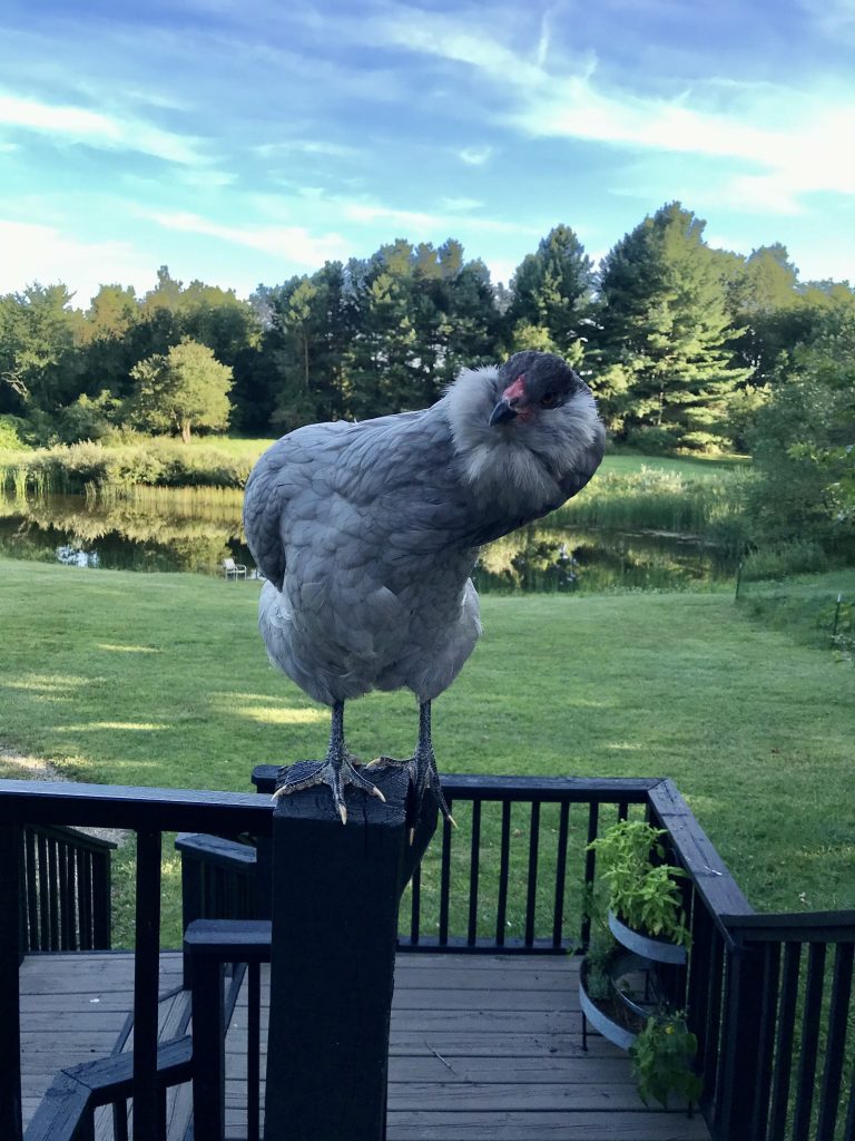 Lavender Ameraucana Credit Zoe Burke