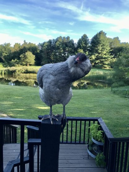 Lavender Ameraucana Credit Zoe Burke