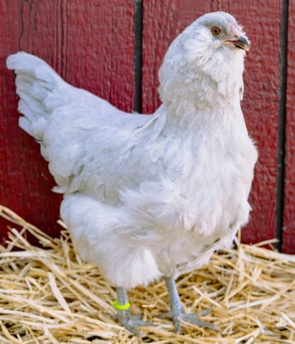 Lavender Ameraucana Hen