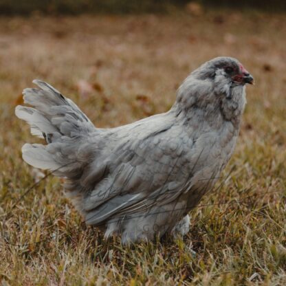 Lavender Ameraucana Chicken - Image 2