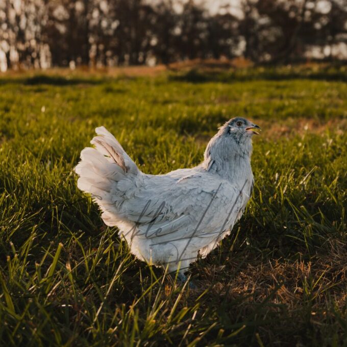 Lavender Ameraucana Chicken - Image 2
