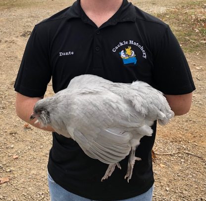 Lavender Ameraucana