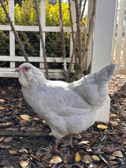 Lavender Ameraucana