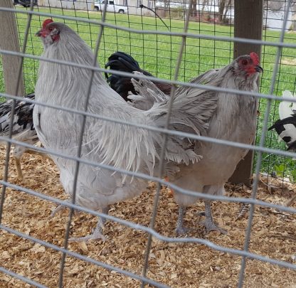 Lavender Ameraucana Chicken