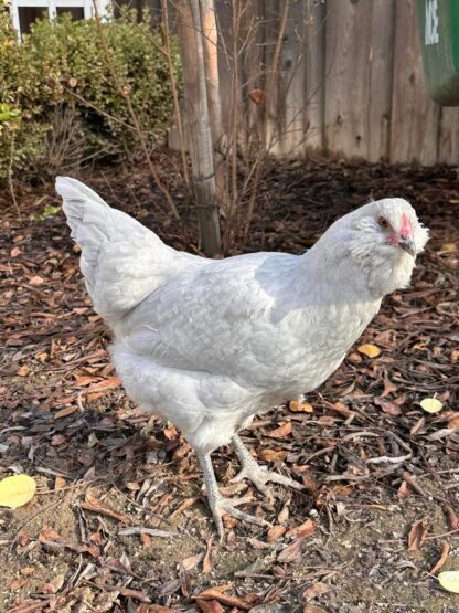 Lavender Ameraucana