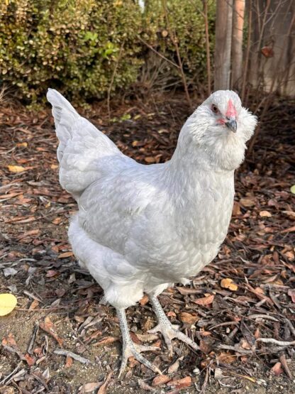 Lavender Ameraucana