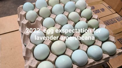 Lavender Ameraucana Eggs