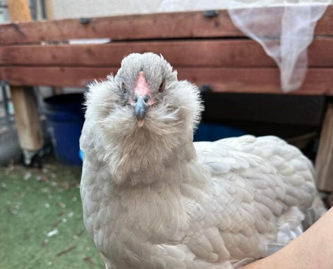 Lavender Ameraucana Chicken - Image 45