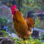 Rogue Rooster Evades Capture in Pittsburgh