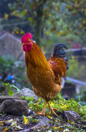 Rogue Rooster Evades Capture in Pittsburgh